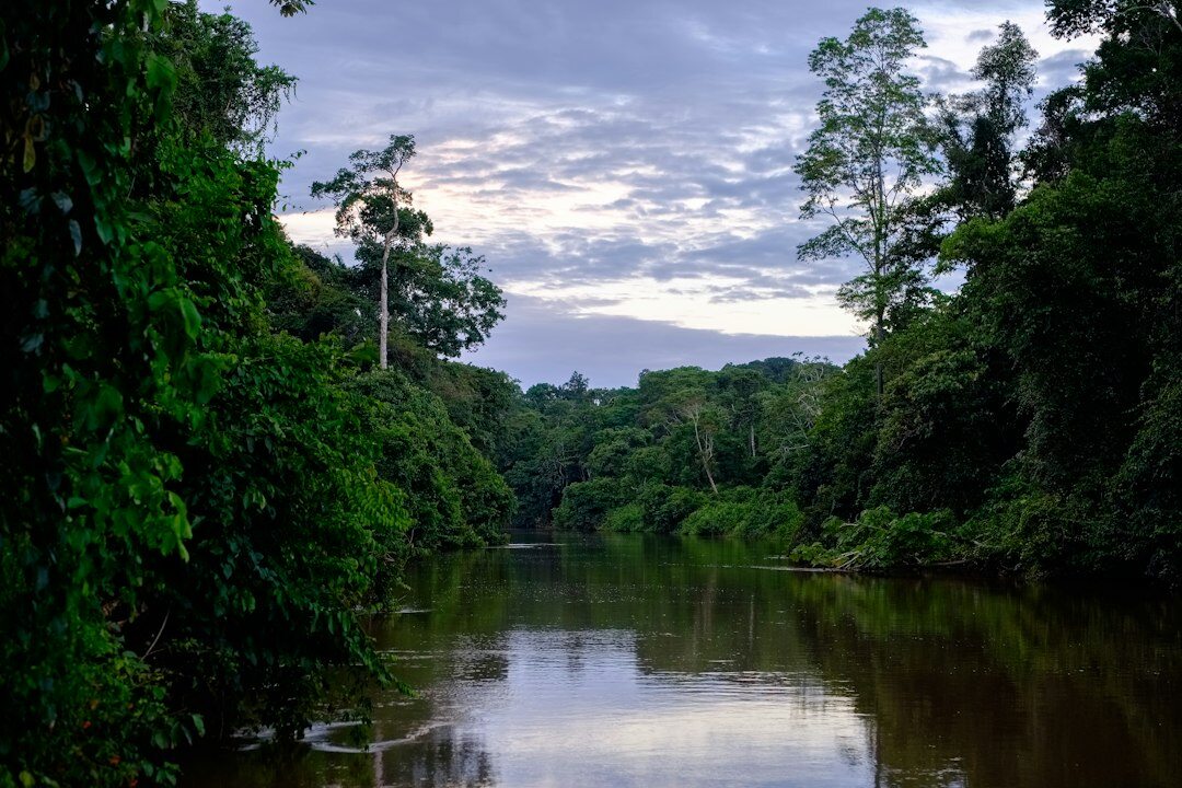 amazon rainforest deforestation