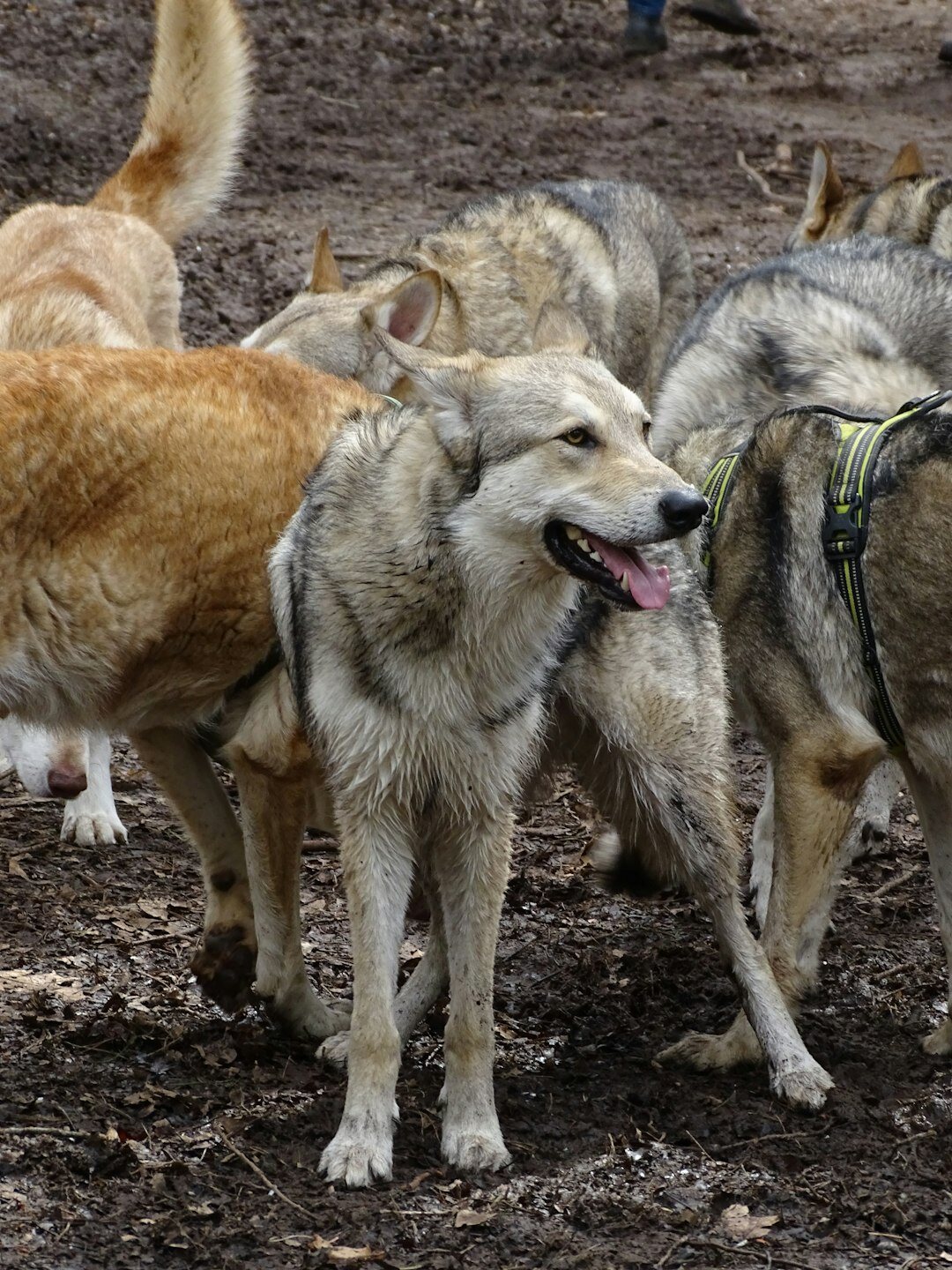 meeting of watchdogs